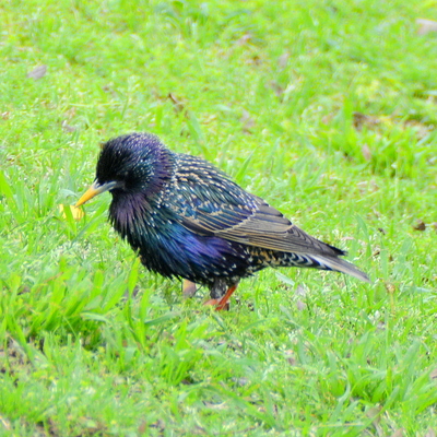 Starling